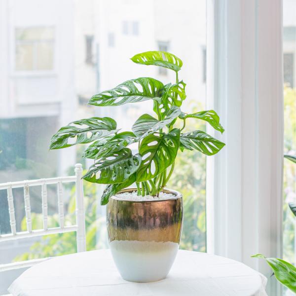 Chậu Sứ Cây Trầu Bà 008