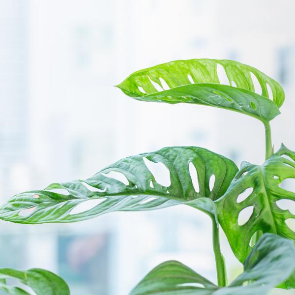 Chậu Sứ Cây Trầu Bà 008