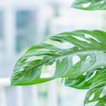 Chậu Sứ Cây Trầu Bà 008