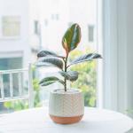 Chậu Sứ Cây Đa Cẩm Thạch 028