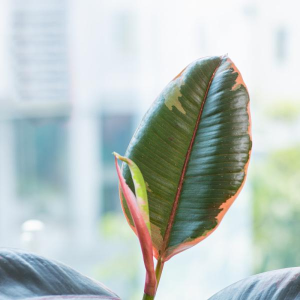 Chậu Sứ Cây Đa Cẩm Thạch 028