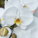 Lan Hồ Điệp Thịnh Vượng 037