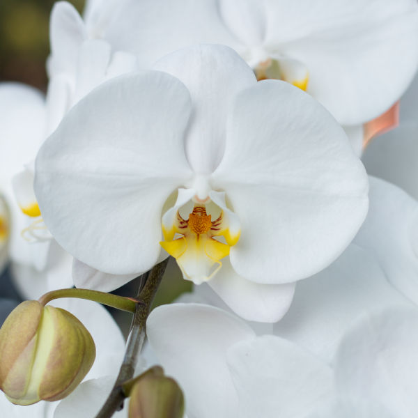 Lan Hồ Điệp Thịnh Vượng 037