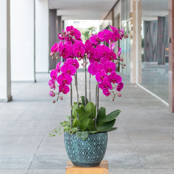 Lan Hồ Điệp Viên Mãn 076