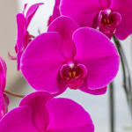 Lan Hồ Điệp Viên Mãn 076