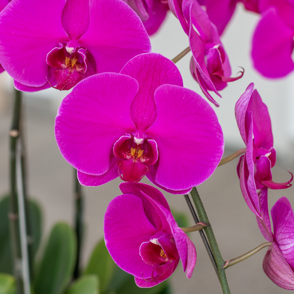 Lan Hồ Điệp Viên Mãn 076