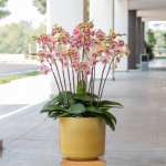 Lan Hồ Điệp Hưng Thịnh 063