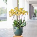 Lan Hồ Điệp Thành Ý 077