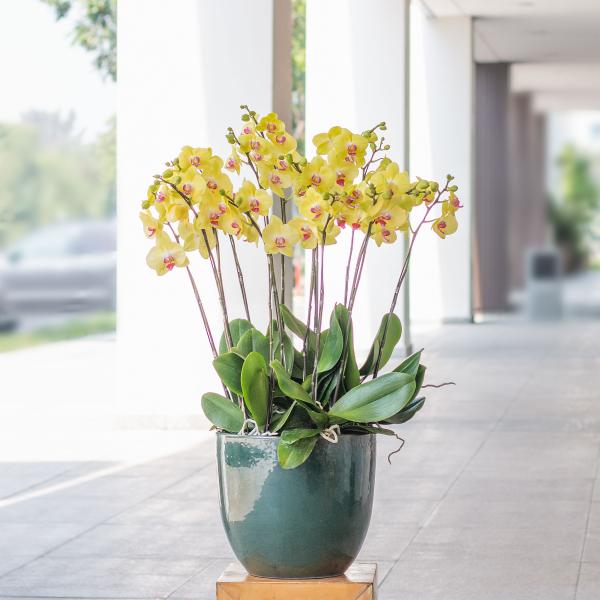 Lan Hồ Điệp Thành Ý 077