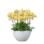 Lan Hồ Điệp Thành Ý 001