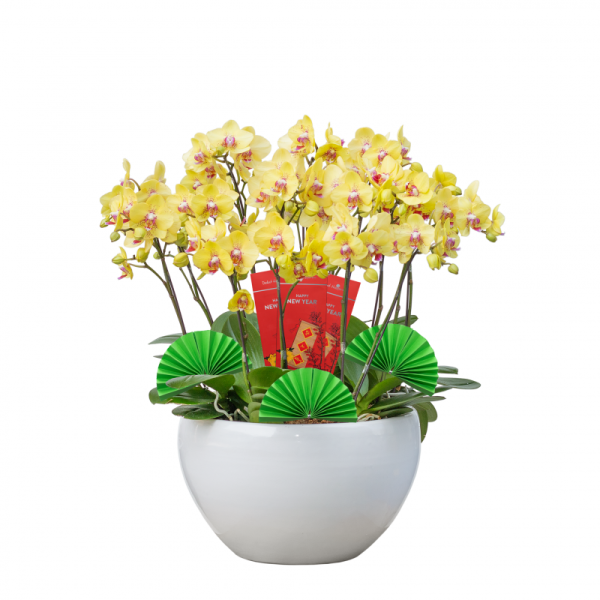 Lan Hồ Điệp Thành Ý 001