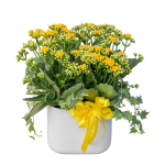 Chậu Hoa Thiết Kế Trường Thọ 084