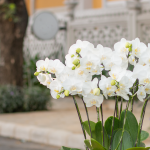 Lan Hồ Điệp Thịnh Vượng 080