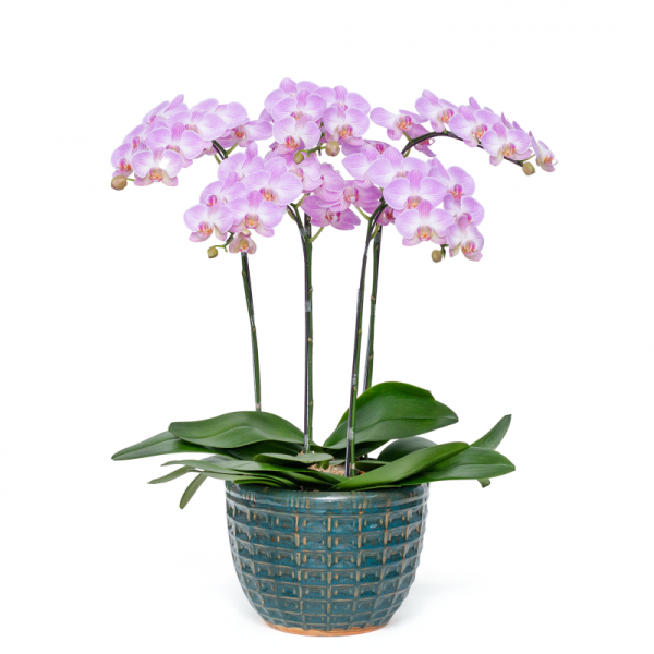 Lan Hồ Điệp Kết Nối Yêu Thương 066