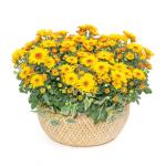 Giỏ Hoa Thiết Kế Nắng Ấm 037