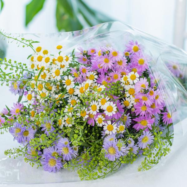 Bó Hoa The Dreamers 443