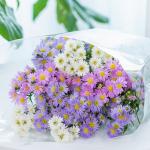 Bó Hoa The Dreamers 444