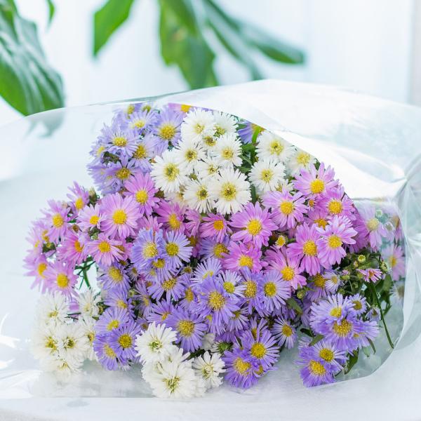 Bó Hoa The Dreamers 444