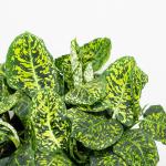 Chậu Cây Thiết Kế Vạn Niên 011