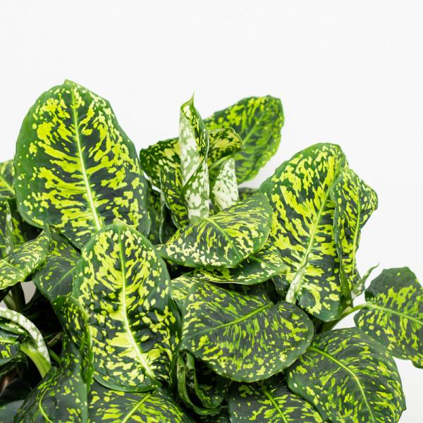 Chậu Cây Thiết Kế Vạn Niên 011