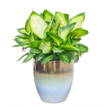 Chậu Cây Thiết Kế Vạn Niên 010