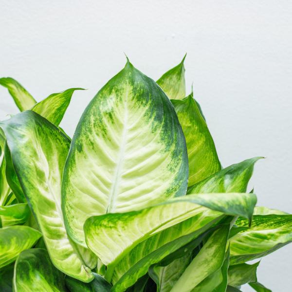 Chậu Cây Thiết Kế Vạn Niên 010