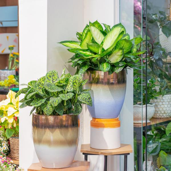 Chậu Cây Thiết Kế Vạn Niên 011