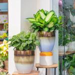 Chậu Cây Thiết Kế Vạn Niên 010