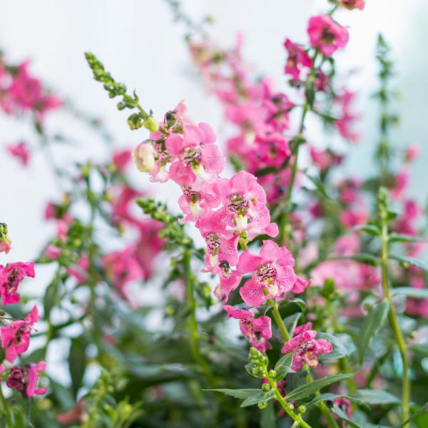 Chậu Hoa Thiết Kế Sức Sống 028