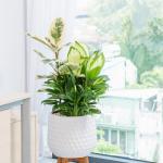 Chậu Cây Xanh Thiết Kế 019