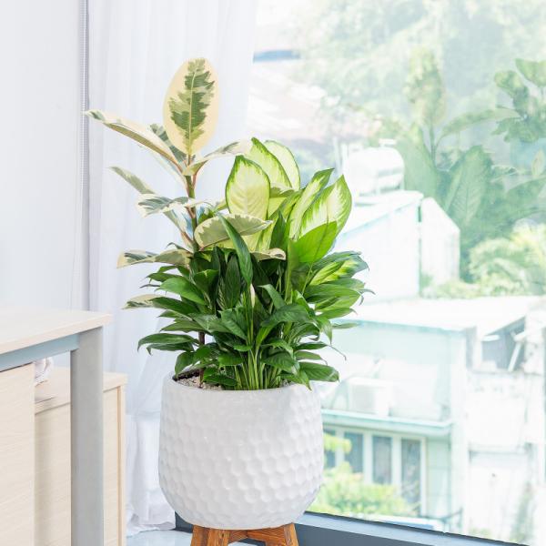 Chậu Cây Xanh Thiết Kế 019