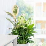 Chậu Cây Xanh Thiết Kế 019