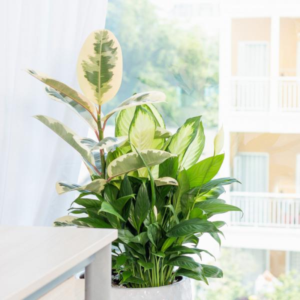 Chậu Cây Xanh Thiết Kế 019