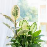 Chậu Cây Xanh Thiết Kế 019