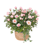 Giỏ Hoa Thiết Kế Yêu Thương 142