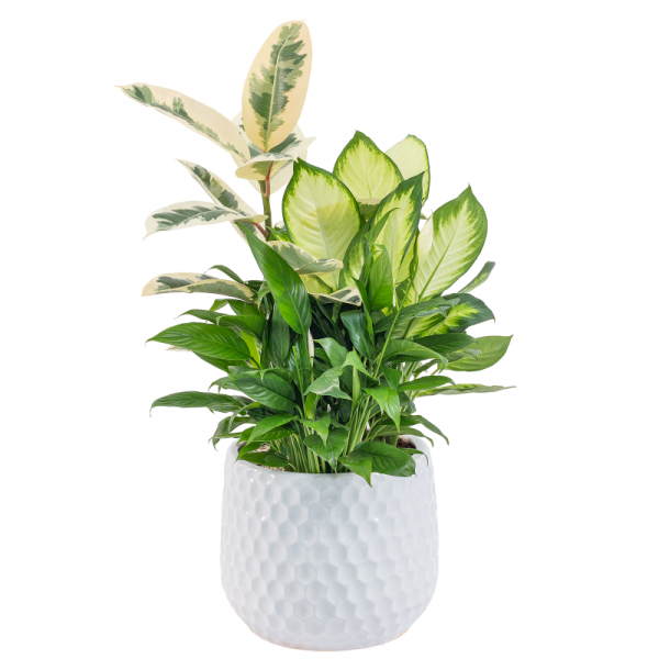 Chậu Cây Xanh Thiết Kế 019