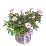 Chậu Hoa Thiết Kế Yêu Thương 145