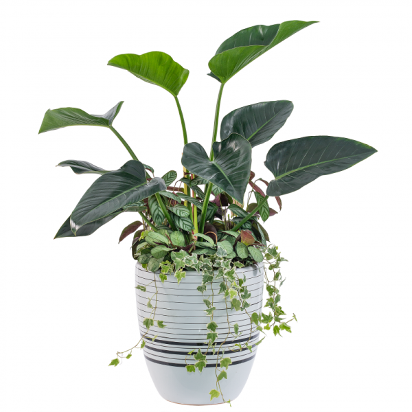 Chậu Cây Xanh Thiết Kế 020