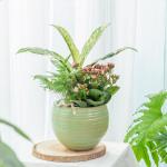 Chậu Cây Thiết Kế Đồng Xanh 147