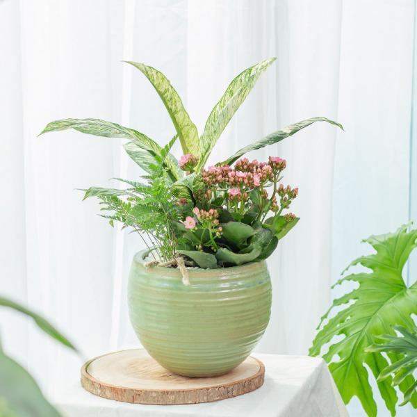 Chậu Cây Thiết Kế Đồng Xanh 147