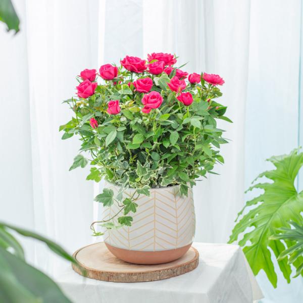 Chậu Hoa Thiết Kế Yêu Thương 144