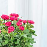 Chậu Hoa Thiết Kế Yêu Thương 144