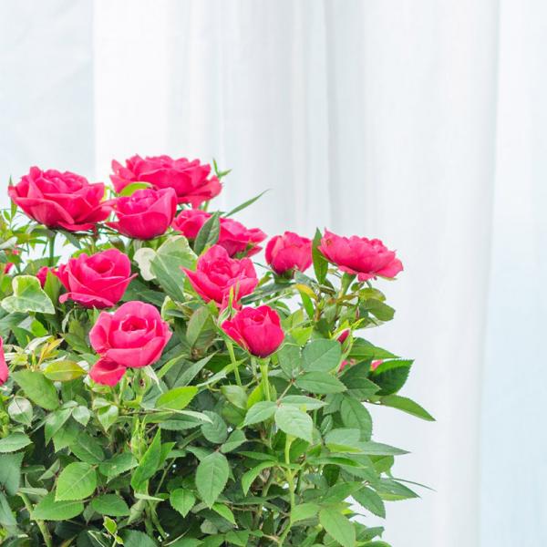 Chậu Hoa Thiết Kế Yêu Thương 144