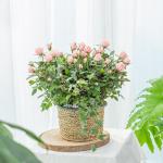 Giỏ Hoa Thiết Kế Yêu Thương 142