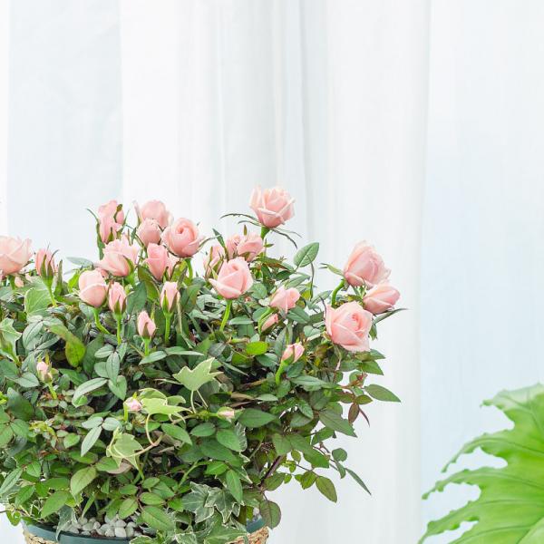 Giỏ Hoa Thiết Kế Yêu Thương 142