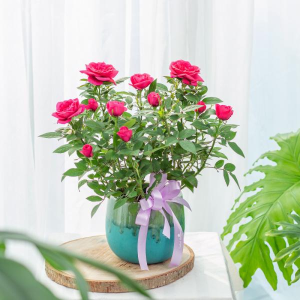 Chậu Hoa Thiết Kế Yêu Thương 145