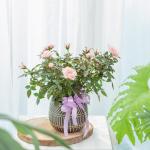 Chậu Hoa Thiết Kế Yêu Thương 145