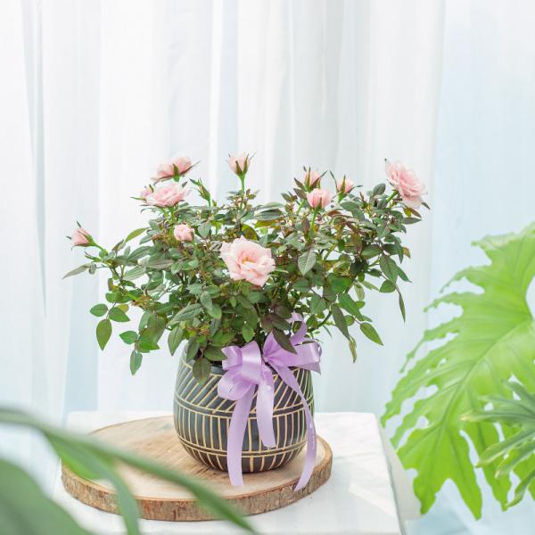 Chậu Hoa Thiết Kế Yêu Thương 145