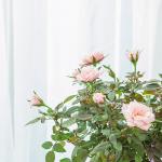 Giỏ Hoa Thiết Kế Yêu Thương 143