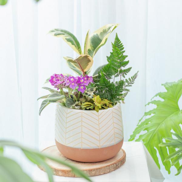 Chậu Cây Thiết Kế Đồng Xanh 148